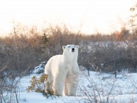 グローバルユースビューロー企画！「地球で一番シロクマに出会える町」カナダ旅行の魅力に迫る！